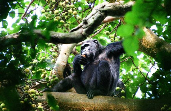 Uganda – 7 Days River Nile expedition and chimps trekking