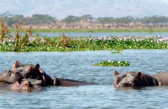 Kenya – Under Canvas Kenya Safari