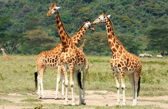 Kenya – 8 Days Catch the Big 5 Kenya Safari