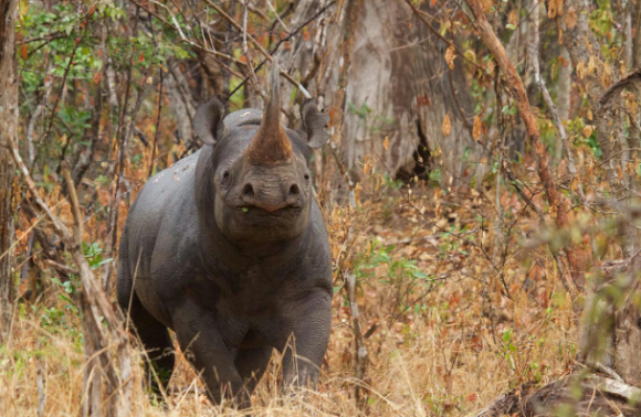 Rwanda – 7 Days Remarkable Rwanda Getaway