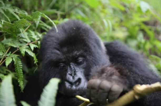 12 Days Discover Rwanda exclusive safari