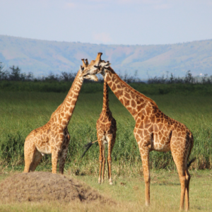 Rwanda – 6 Days Rwanda Safari