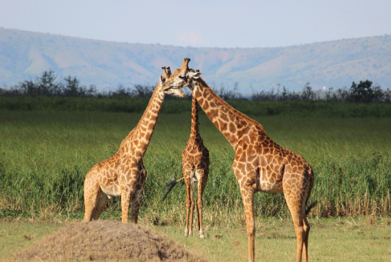 Rwanda – 6 Days Rwanda Safari