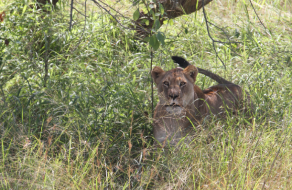 Rwanda – 12 Days Discover Rwanda exclusive safari