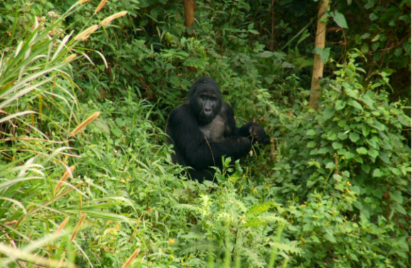 Uganda – 3 Days Gorilla express via Kigali