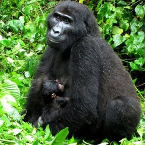 Uganda – 9 Days Chimps,Gorillas and Lions trekking via Rwanda