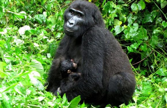 Uganda – 9 Days Chimps,Gorillas and Lions trekking via Rwanda
