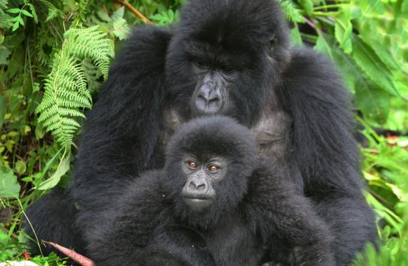 Uganda – 3 Days Uganda Gorilla Safari Fly-In