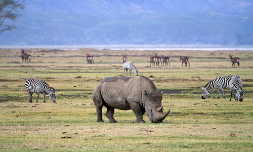 Tanzania – Catch the Big 5  Tanzania Safari